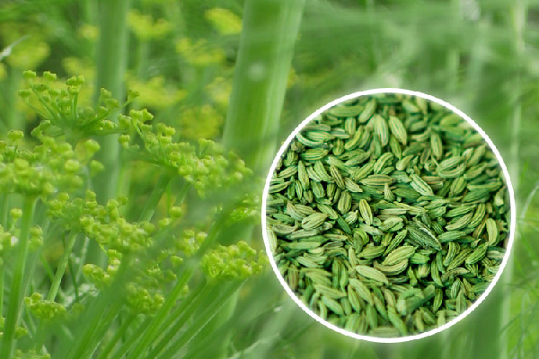 Fennel Seed Saunf